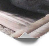 Poster d'écureuil noir (Coin)