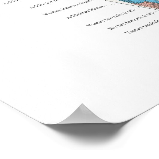 Poster Deep Muscle Anatomy Chart (Coin)