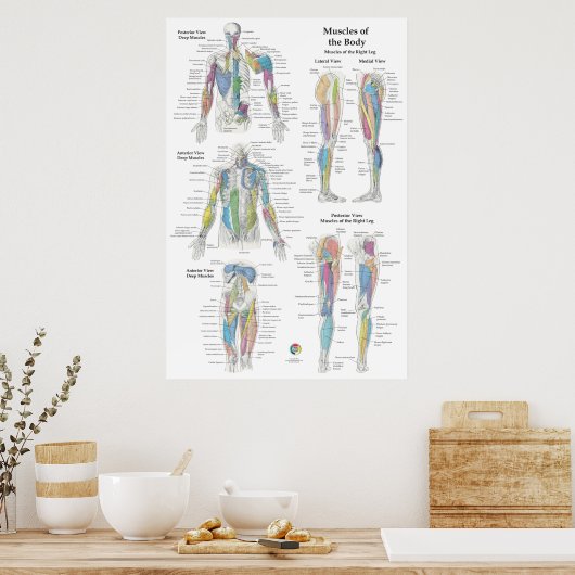 Poster Deep Muscle Anatomy Chart (Cuisine)