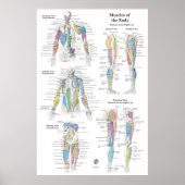 Poster Deep Muscle Anatomy Chart (Devant)