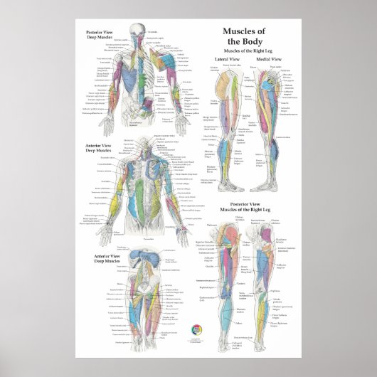 Poster Deep Muscle Anatomy Chart (Devant)