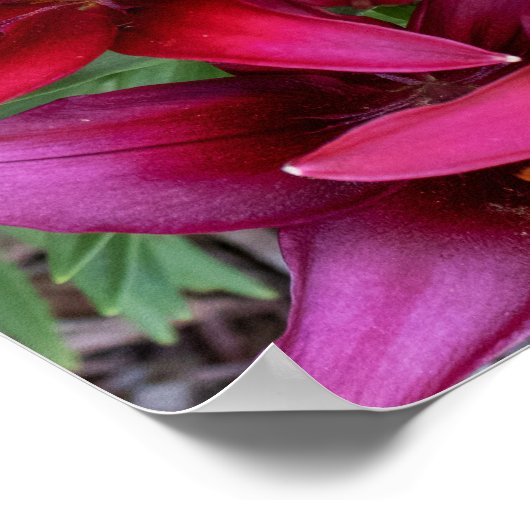 Poster Deep Reds (Coin)