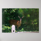 Poster Deer, (Devant)