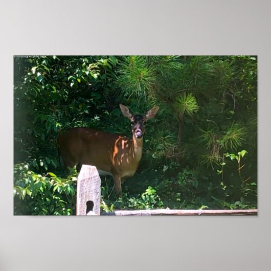 Poster Deer, (Devant)