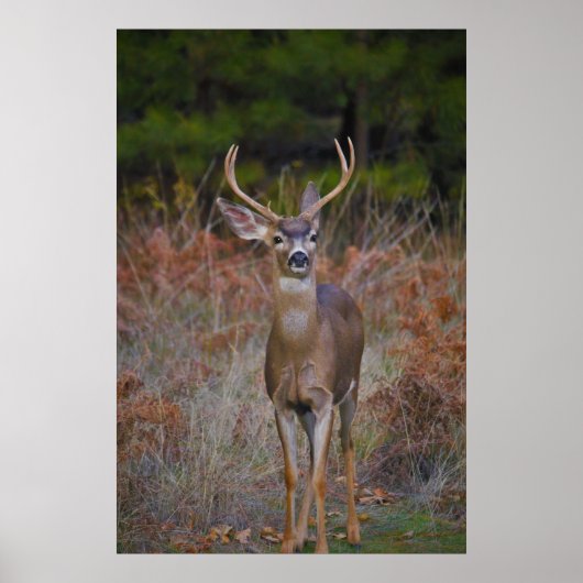 Poster Deer 3- Tu me reproches ! (Devant)