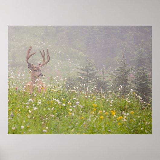 Poster Deer Buck | Parc national du Mont Rainier (Devant)