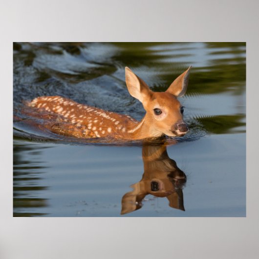 Poster Deer Fawn | Minnesota (Devant)