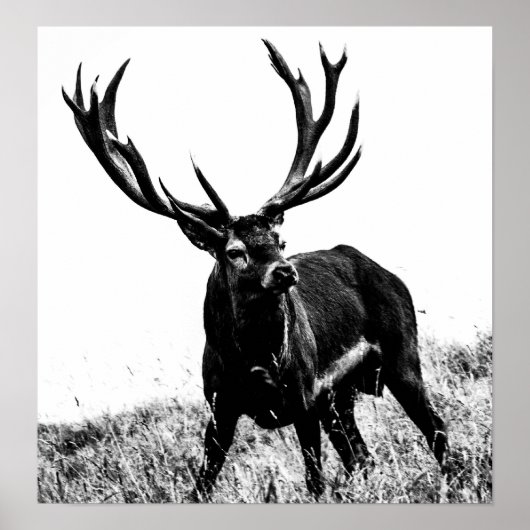 Poster Deer in heat (Devant)