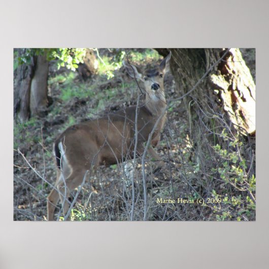 Poster Deer in Woods - Sélectionnez votre cadre (Devant)