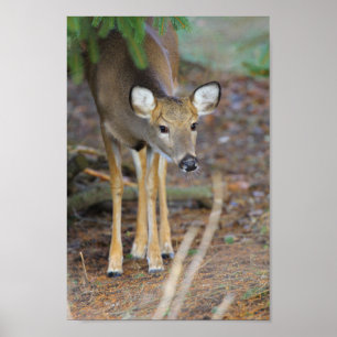 Poster Deer, Ohio