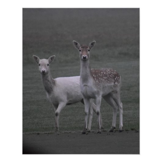 Poster Deers (Devant)
