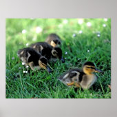 Poster Défilé de canards (Devant)