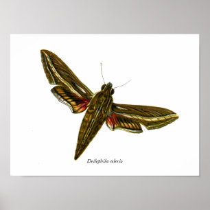 Poster Deilephila celerio - Vine Hawk-Moth