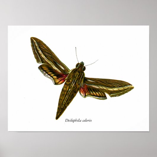 Poster Deilephila celerio - Vine Hawk-Moth (Devant)