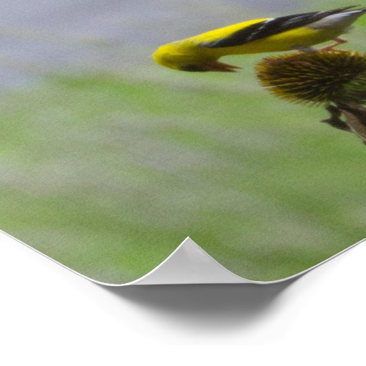 Poster Déjeuner potentiel - Chat et Oiseau (Coin)