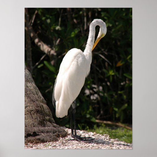 Poster d'Elegant Egret bird blanc (Devant)