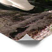 Poster d'Elegant Egret bird blanc (Coin)