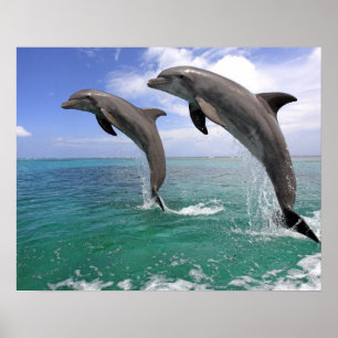 Poster Delfin, Delphin, Grosser Tuemmler, Tursiops 4