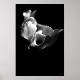 Poster délicat
