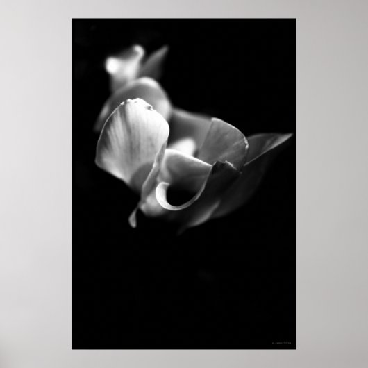 Poster délicat (Devant)