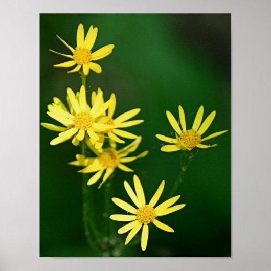 Poster Délicat Fleurs sauvages de marguerite jaune (Devant)