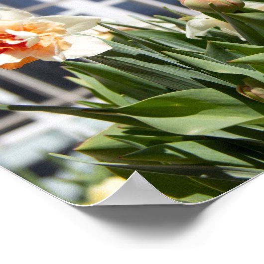 Poster Délicat mignon daffodils printemps (Coin)