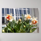Poster Délicat mignon daffodils printemps (Devant)