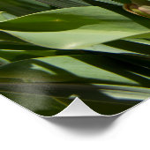 Poster Délicat mignon daffodils printemps (Coin)