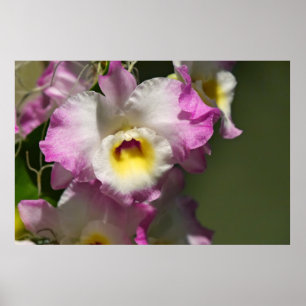 Poster Délicat Orquid