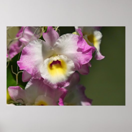 Poster Délicat Orquid (Devant)