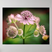 Poster Delicate Flowers (Devant)