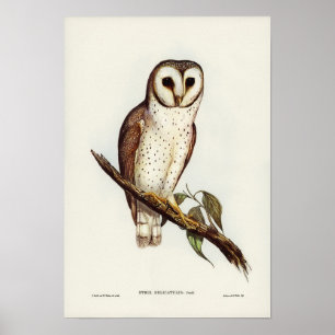 Poster Delicate Owl par Elizabeth Gould