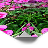 Poster Délicats oeillets....... (Coin)