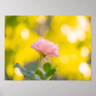 Poster Délice de rose rose Sunny - Rêve de bokeh doré