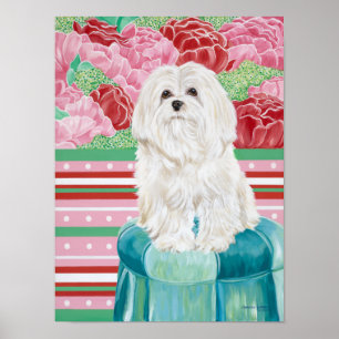 Poster Della Rose Maltese