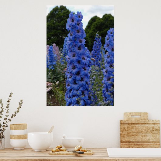 Poster Delphinium (Cuisine)