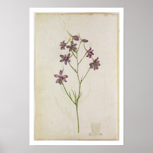 Poster Delphinium ajacis, c.1568 (Devant)