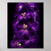 Poster Delphinium Vintage pourpre (Devant)