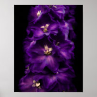 Delphinium Vintage pourpre