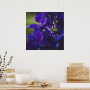 Poster Delphinium violet profond gros