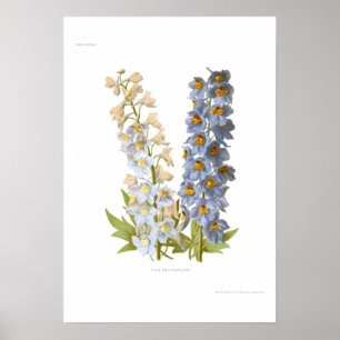 Poster Delphiniums