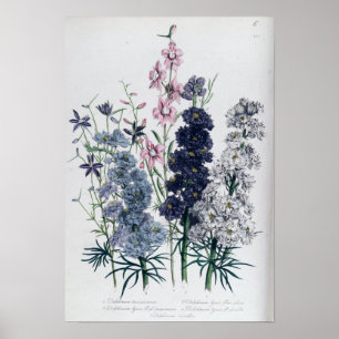 Poster Delphiniums, du "Jardin aux Fleurs des Dames"