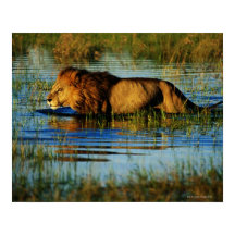 Delta de l'Okavango, Botswana 3