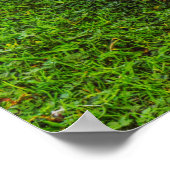 Poster d'Emden Goose (Coin)