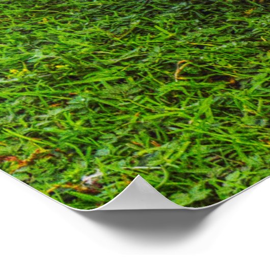 Poster d'Emden Goose (Coin)