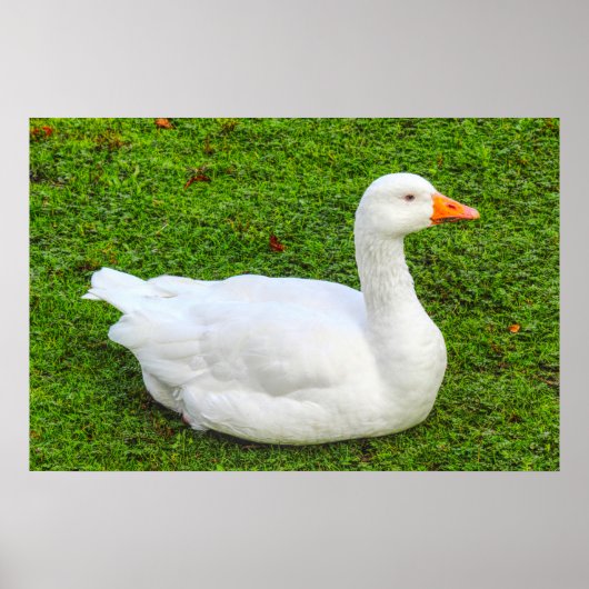 Poster d'Emden Goose (Devant)
