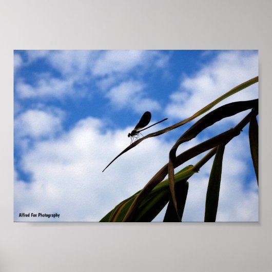 Poster Demoiselle dans le ciel bleu (Devant)