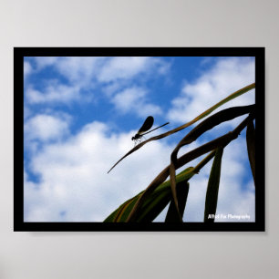Poster Demoiselle dans le ciel bleu