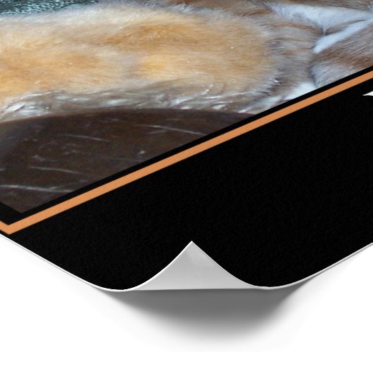 Poster Démotivateur de chat (Coin)