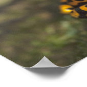 Poster Dendrobate à bandes jaunes Dendrobates (Coin)